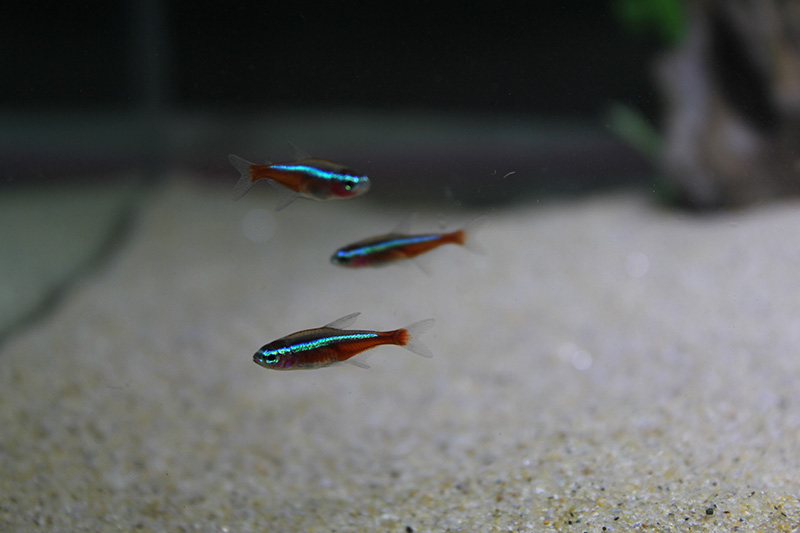 Amazon Cardinal Tetra Biotope