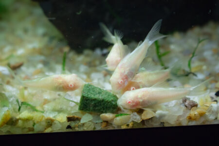Complete Corydoras Catfish Guide: Shoaling Dynamics, Sand Substrates, and Natural Breeding Triggers - Freshwater Aquarium Illustration
