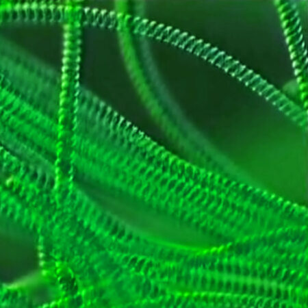 Eliminating Cyanobacteria (Blue-Green Algae): Flow Optimization, Blackout Cycles, and Safe Antibacterial Cures - Freshwater Aquarium Illustration