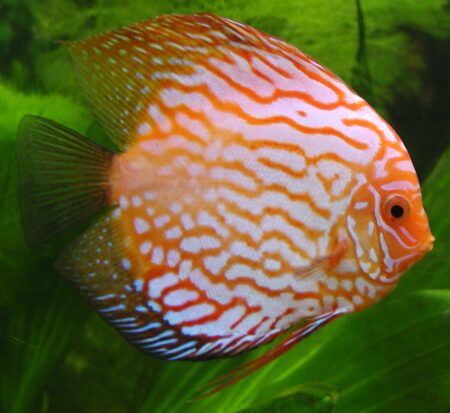Symphysodon Discus Care Masterclass: Water Chemistry, Temperature Parameters, and Compatible Tankmates - Freshwater Aquarium Illustration