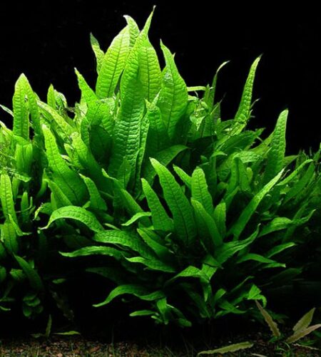 Estimating Index (EI) Dosing vs PPS-Pro: The Science of High-Tech Planted Tank Macronutrient Saturation - Freshwater Aquarium Illustration