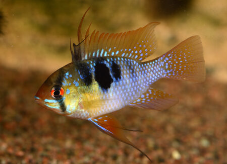 German Blue Ram (Mikrogeophagus ramirezi) Care: Temperature Requirements, Softwater Needs, and Pair Bonding - Freshwater Aquarium Illustration