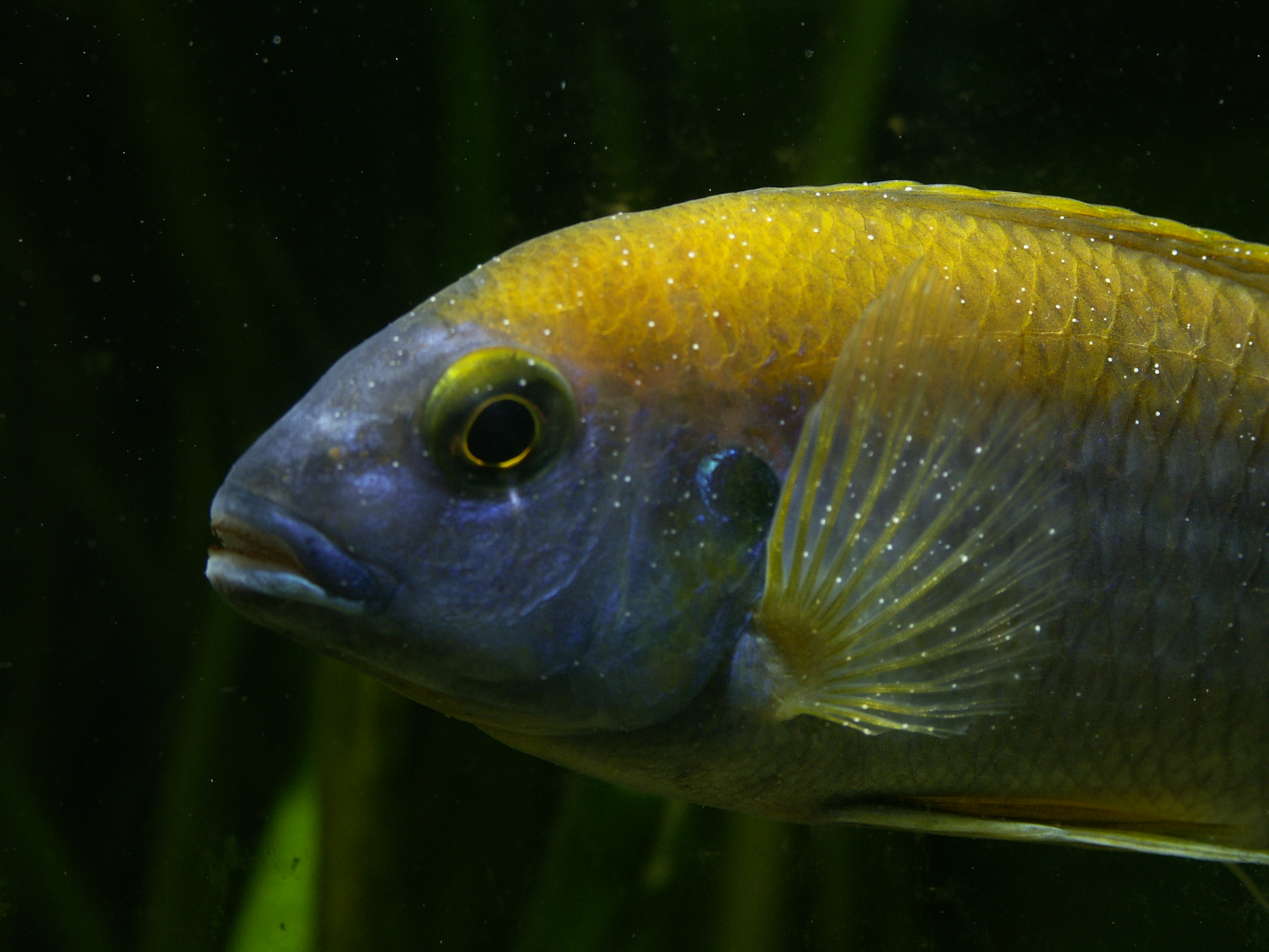 Tropical Fish Disease Diagnosis