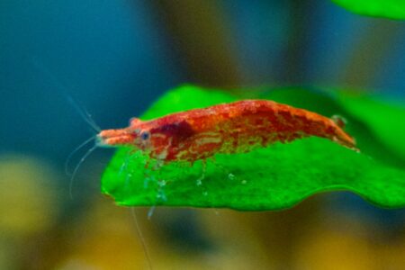 Neocaridina vs Caridina Shrimp: Parameter Differences, Selective Color Grading, and Colony Breeding Success - Freshwater Aquarium Illustration