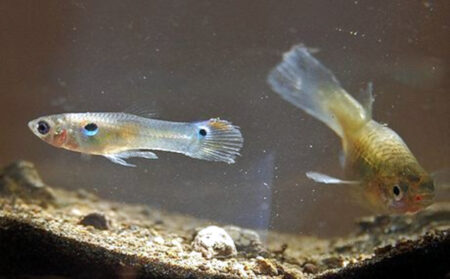 RO/DI Water Remineralization for Freshwater Tanks: Achieving Precise TDS for Caridina Shrimp and Softwater Fish - Freshwater Aquarium Illustration