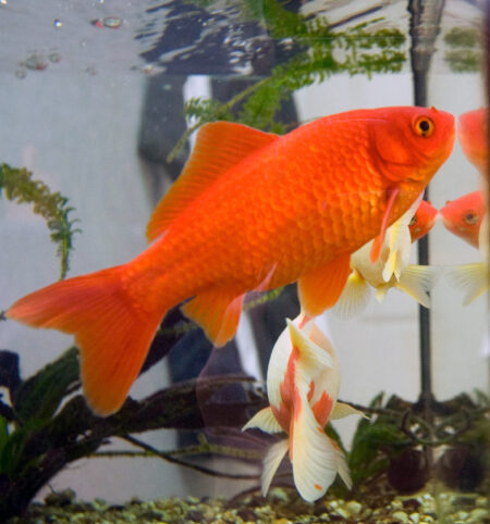 Swim Bladder Disease in Fancy Goldfish: Dietary Management, Epsom Salt Baths, and Fasting Protocols - Freshwater Aquarium Illustration