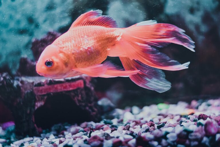 beginner mistakes to avoid in a new fish tank