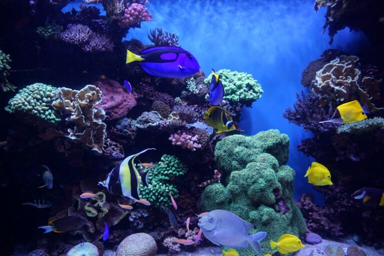 how to choose the right aquarium size for home