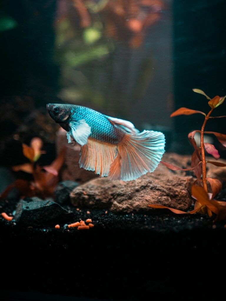 complete aquarium setup guide for first-time fish owners
