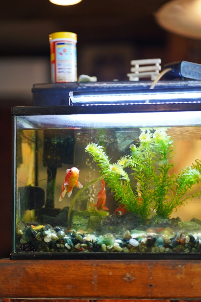 essential aquarium equipment for beginners