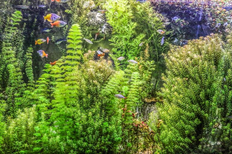 How to Start a Freshwater Aquarium for Beginners: The Ultimate Step-by-Step Guide how to start a freshwater aquarium for beginners