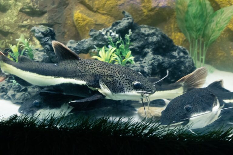bala shark care guide for beginners