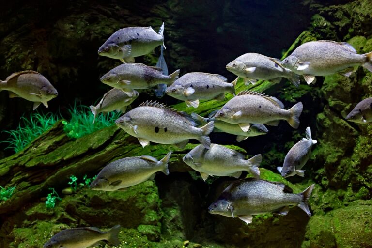 best peaceful freshwater fish for small tanks