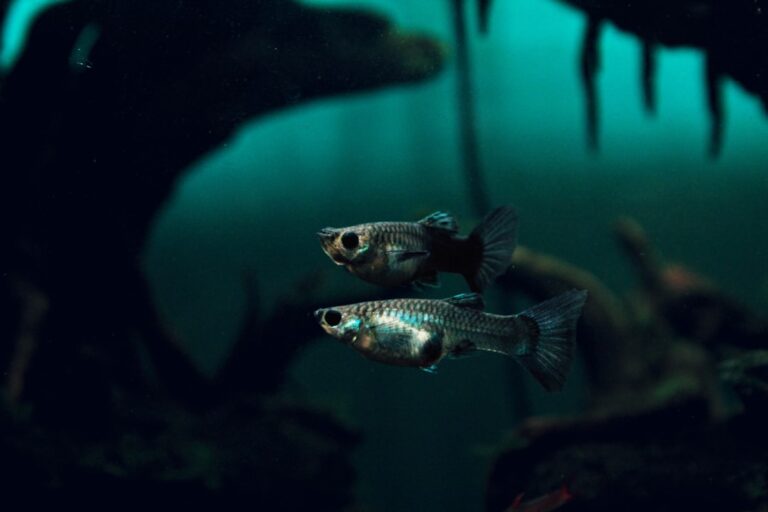 The Ultimate Complete Guppy Fish Care and Breeding Guide for Aquariums complete guppy fish care and breeding guide