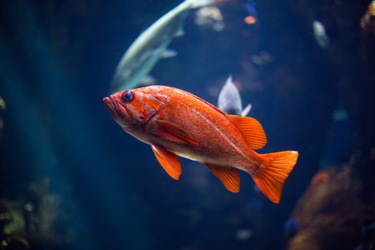 best freshwater aquarium fish for community tanks