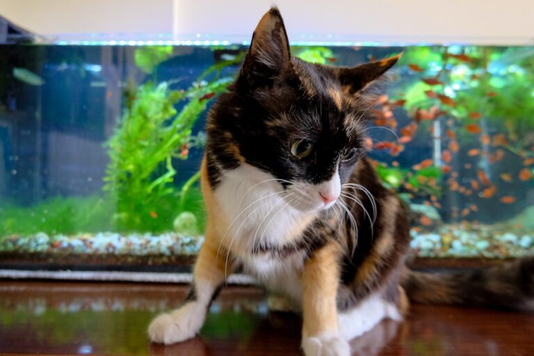 angelfish care guide for home aquariums