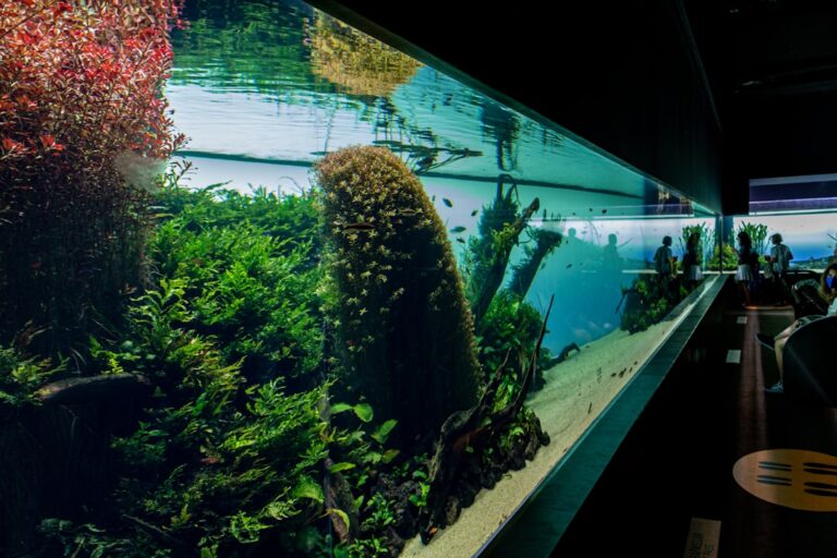 best aquarium filter maintenance guide