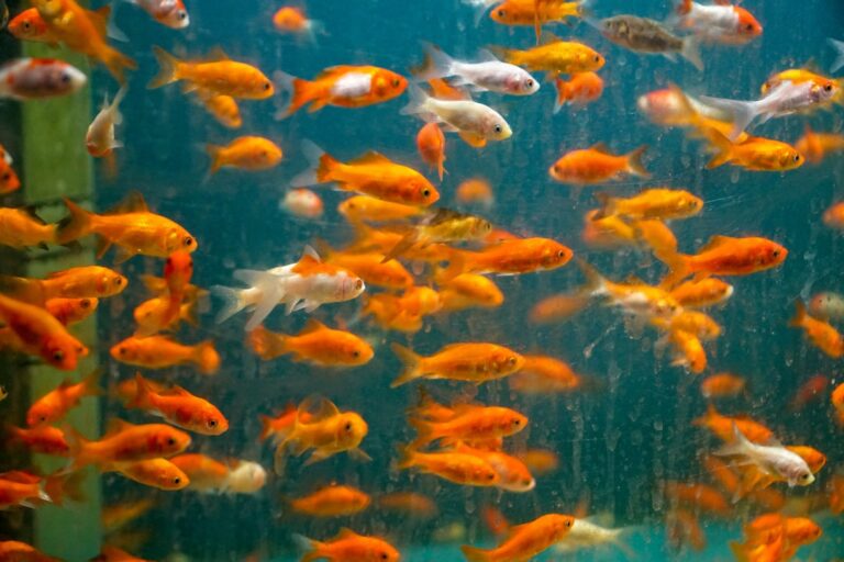 how to clean a fish tank without harming fish
