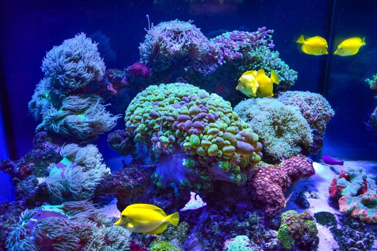 how to keep aquarium water crystal clear naturally