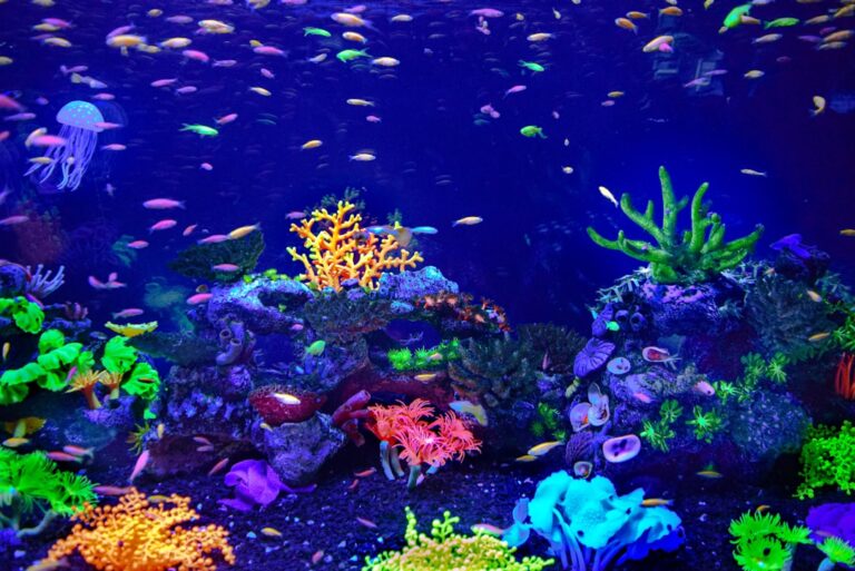 weekly aquarium maintenance checklist for beginners