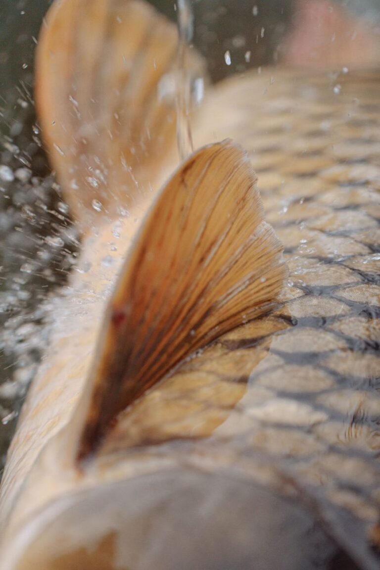 how to cure fin rot in freshwater fish