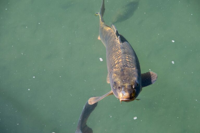 common freshwater fish diseases and treatments