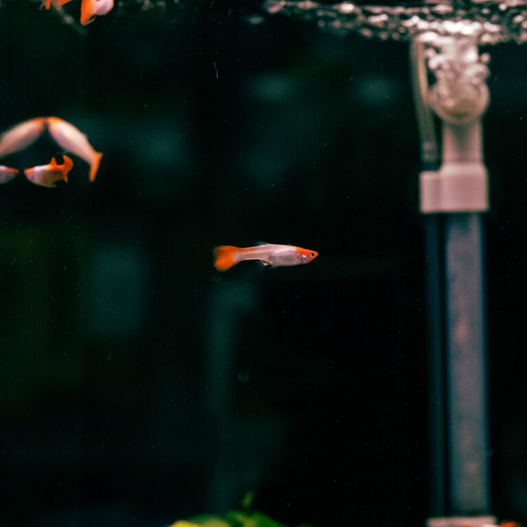 why are my fish swimming at the top of the tank