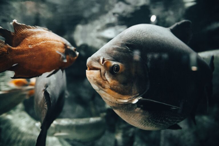 how to treat ich disease in aquarium fish