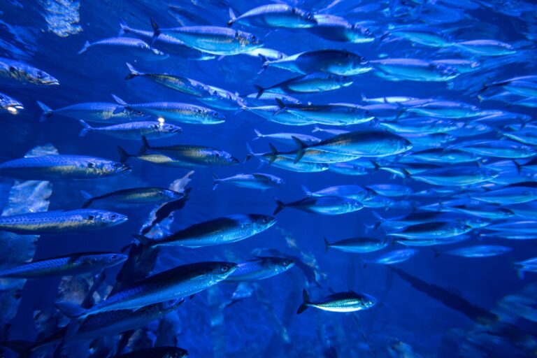 Signs of Unhealthy Aquarium Fish and Solutions: A Complete Guide signs of unhealthy aquarium fish and solutions