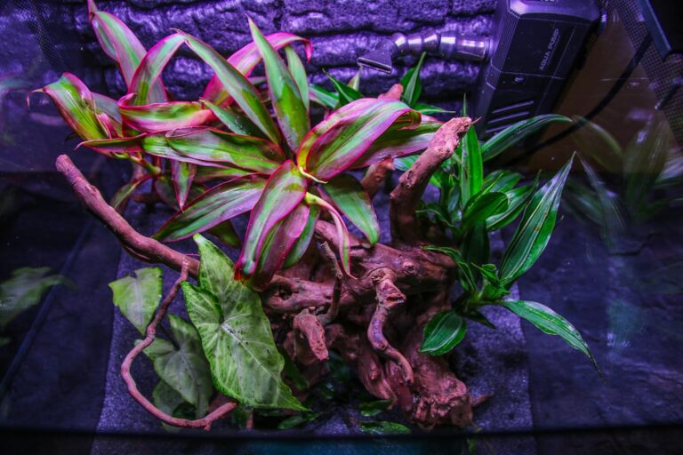 best aquarium plants without CO2 system