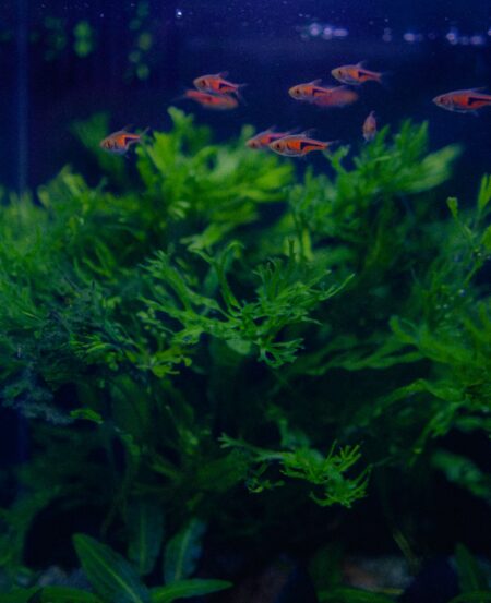 low maintenance aquarium plants for beginners
