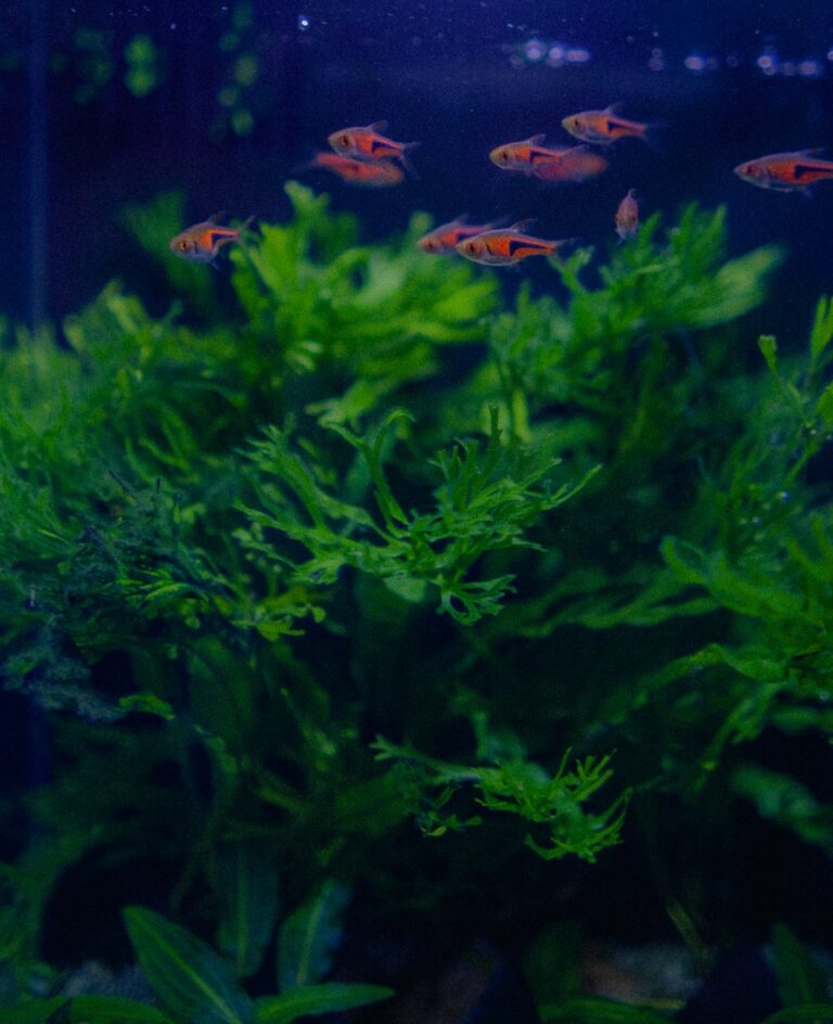 low maintenance aquarium plants for beginners