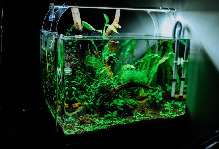 easy aquascaping ideas for small fish tanks