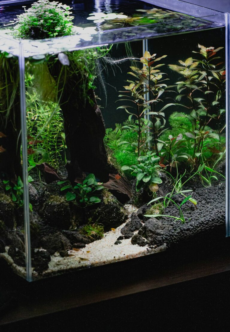 beginner aquascaping layout ideas for freshwater tanks