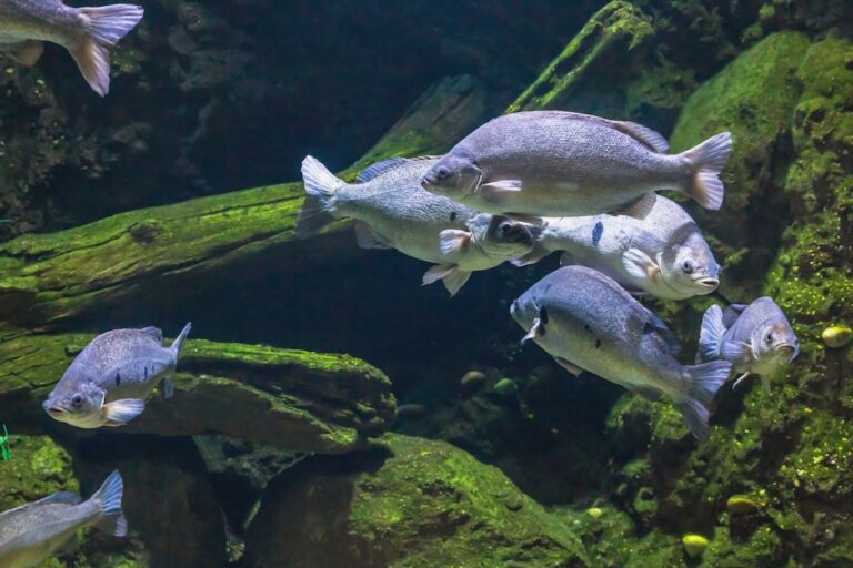 complete guide to freshwater fishkeeping
