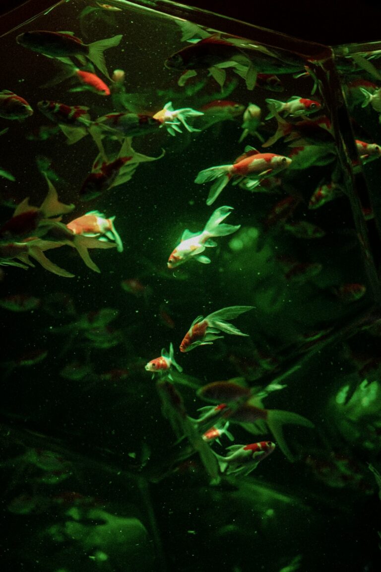 fishkeeping tips every beginner should know