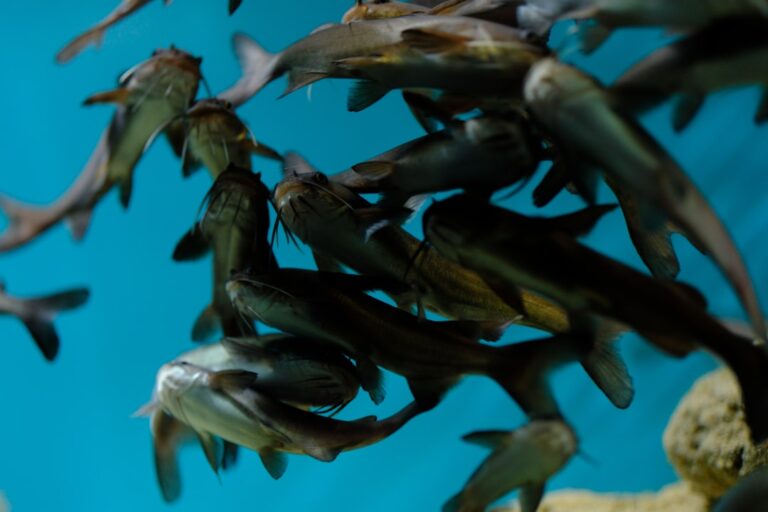 fish stocking guide for community aquariums