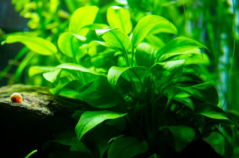 aquarium nitrogen cycle explained for beginners