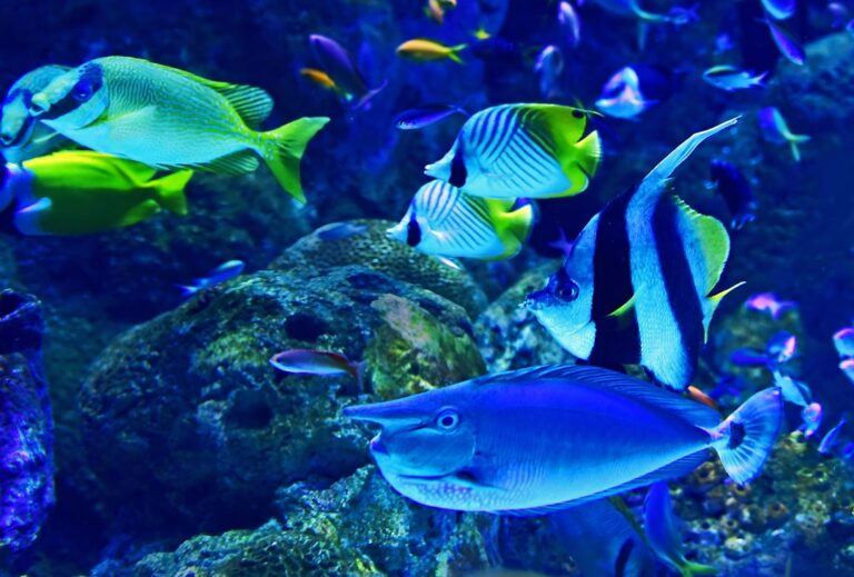 aquarium feeding guide for healthy fish