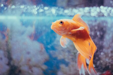 Ammonia and Nitrite Poisoning Triage: Methemoglobinemia Emergency Treatment, Water Conditioners, and Salt Bath Resuscitation