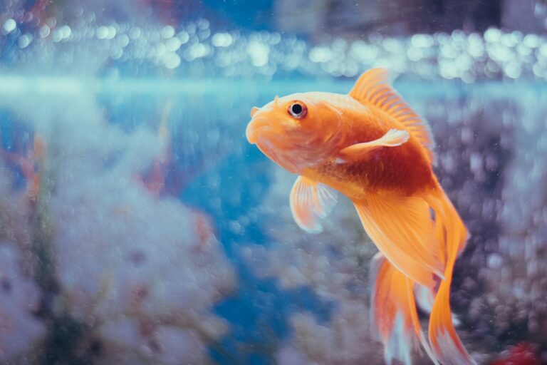 Ammonia and Nitrite Poisoning Triage: Methemoglobinemia Emergency Treatment, Water Conditioners, and Salt Bath Resuscitation