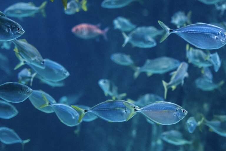 Anchor Worms (Lernaea) and Crustacean Parasites: Manual Extraction Techniques, Dimilin Treatment, and Life Cycle Disruption