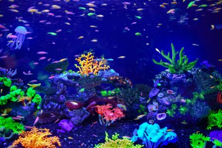 Aquarium Evaporation Compensation and Auto Top-Off (ATO) Systems: Preventing Salinity Spikes, TDS Drift, and Mineral Crusting