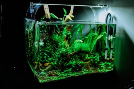 Aquarium Glass Thickness, Silicone Curing, and Structural Safety: Evaluating Rimless Rimmed Tanks and Stand Leveling