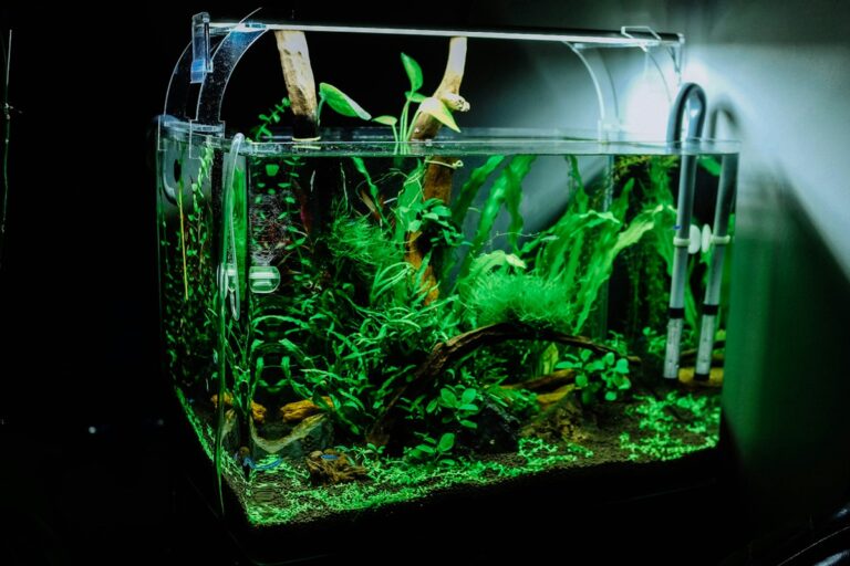 Aquarium Glass Thickness, Silicone Curing, and Structural Safety: Evaluating Rimless Rimmed Tanks and Stand Leveling