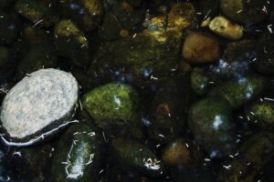 Aquarium Hardscape Stone Selection: Seiryu, Dragon Stone, and Lava Rock Chemistry and Water Parameter Influences