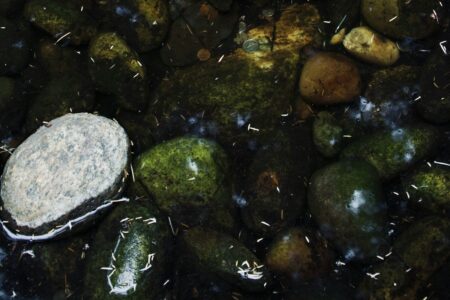Aquarium Hardscape Stone Selection: Seiryu, Dragon Stone, and Lava Rock Chemistry and Water Parameter Influences