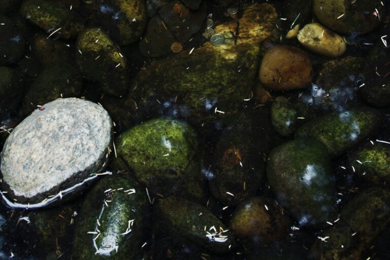 Aquarium Hardscape Stone Selection: Seiryu, Dragon Stone, and Lava Rock Chemistry and Water Parameter Influences