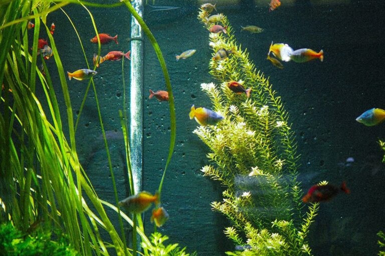 Aquarium Heater Sizing and Temperature Control Guide: Preventing Thermostat Failure, Thermal Stratification, and Tank Crashes