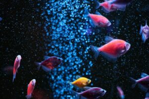 Aquarium Photoperiod Management and Siesta Lighting Schedules: Plant Carbon Fixation, Photosynthesis Rates, and Algae Suppression